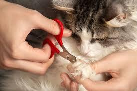 How to Cut Cat's Nails When They Hate It