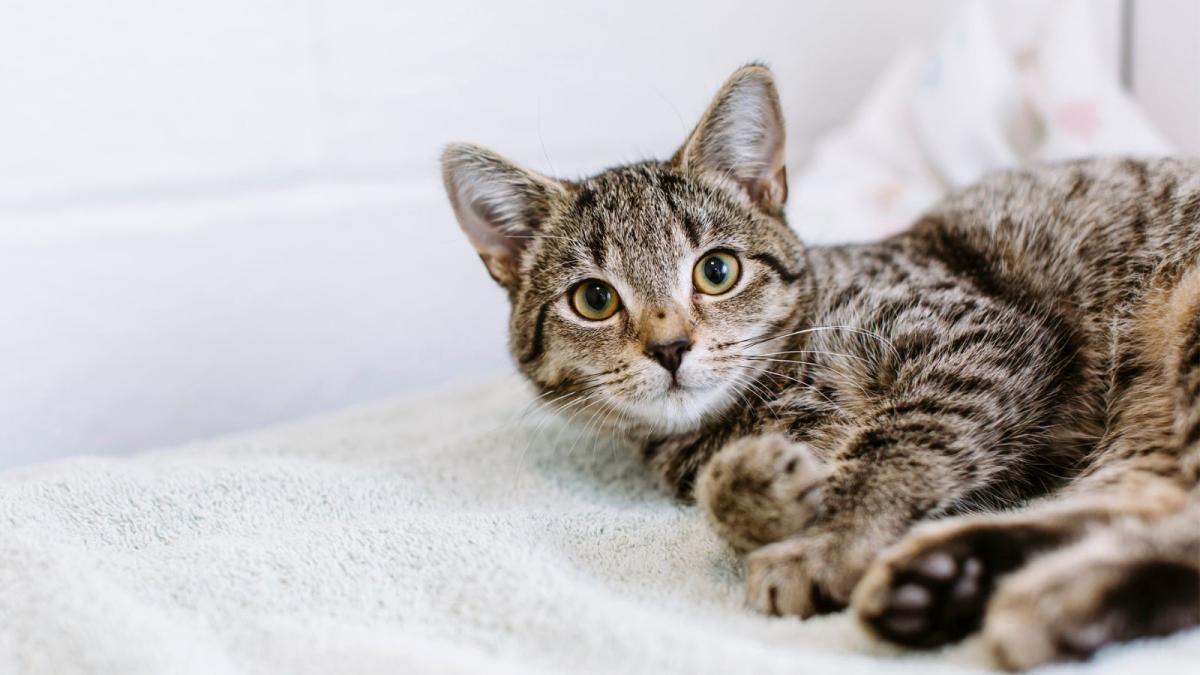 Peritonitis in Cats