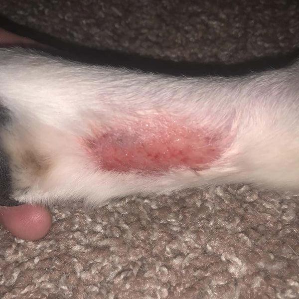 Hot Spots in Puppies vs. Senior Dogs