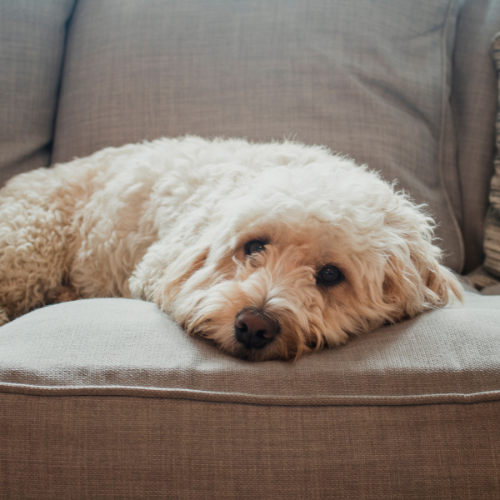 Cholangitis in Dogs​