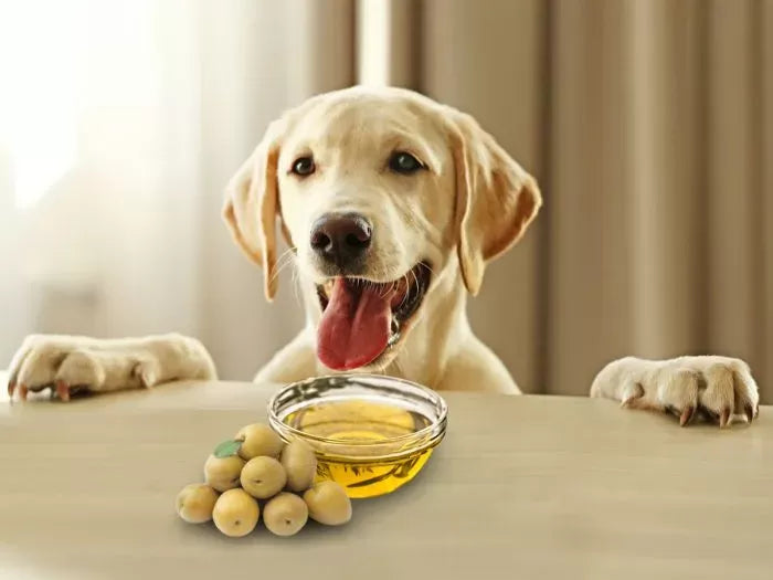 Is Olive Oil Good for Dogs