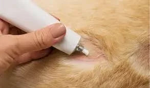 Ketoconazole for Cats