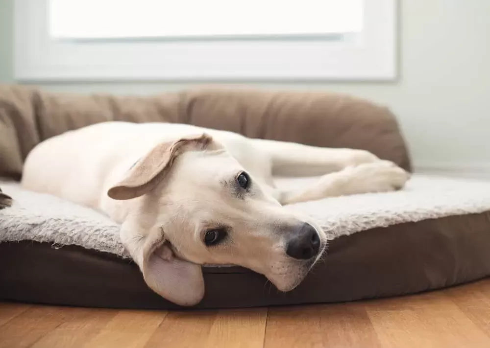 Bed Bug Bites on Dogs: Understanding the Impact and Health Issues