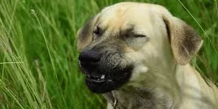 Why Your Dog Sounds Congested