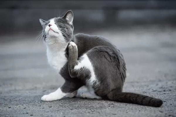 Cat Hot Spot Won't Heal: What Should I Do