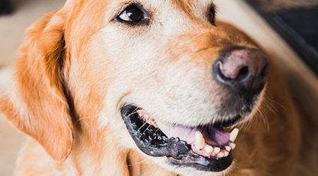Melanoma Cancer in Dogs