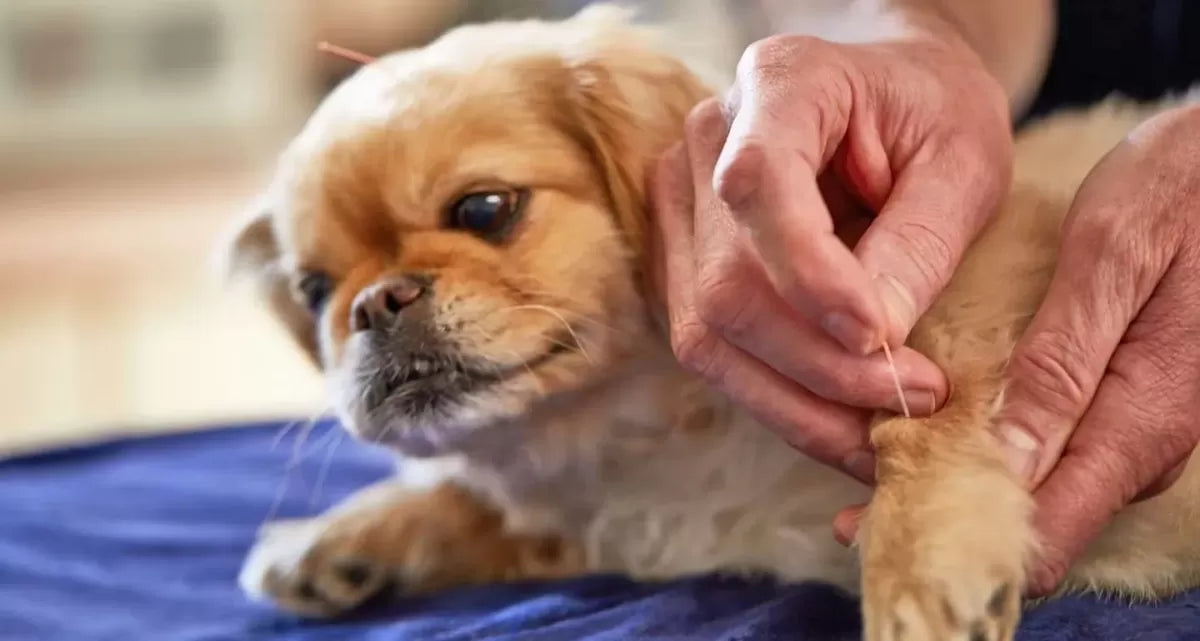 Arthritis Medicine for Dogs: A Comprehensive Guide to Canine Joint Health