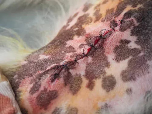 Dog Stitches Open But Not Bleeding