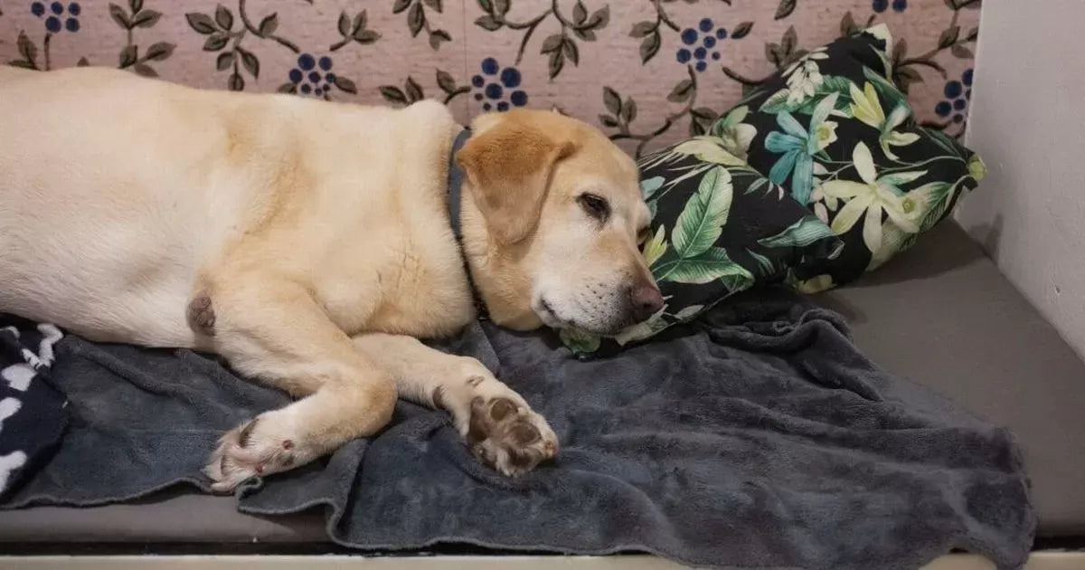 Brucellosis in Dogs: Symptoms, Causes and Treatment