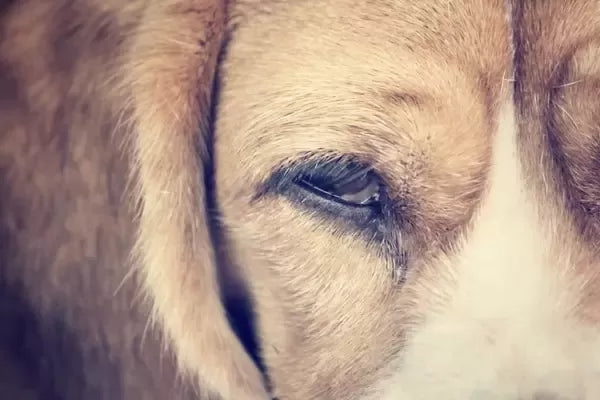 Conjunctivitis Cure for Dogs