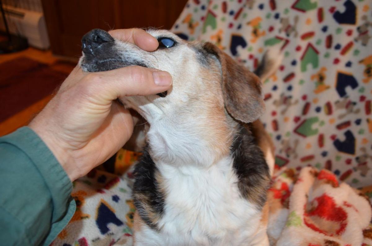 Canine Swollen Lymph Glands