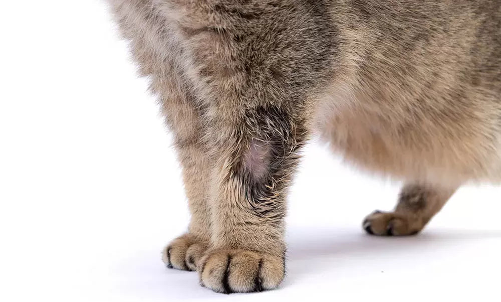 Ringworm In Cats: Causes, Symptoms, Treatment, and Prevention