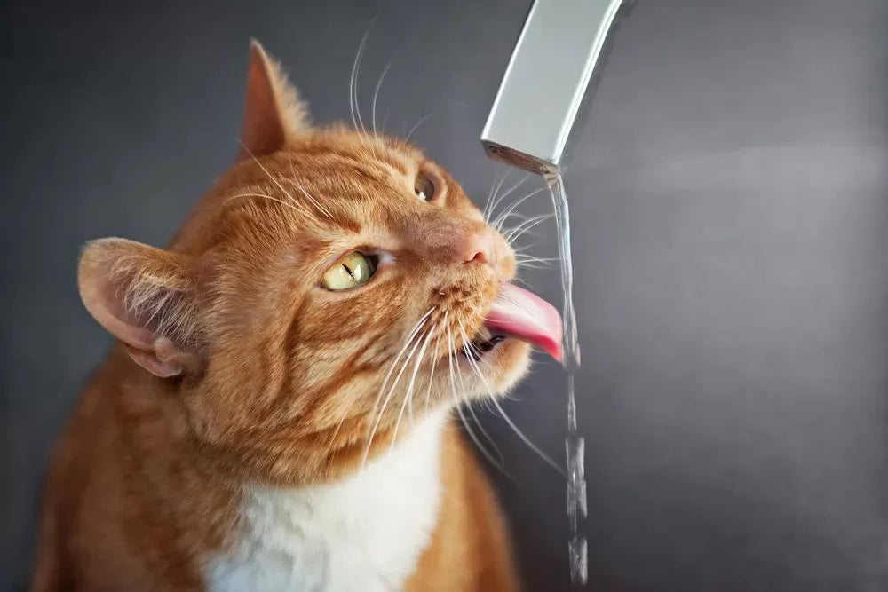 How Long Can a Cat Go Without Water