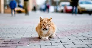 How to Find a Missing Cat: A Complete Guide