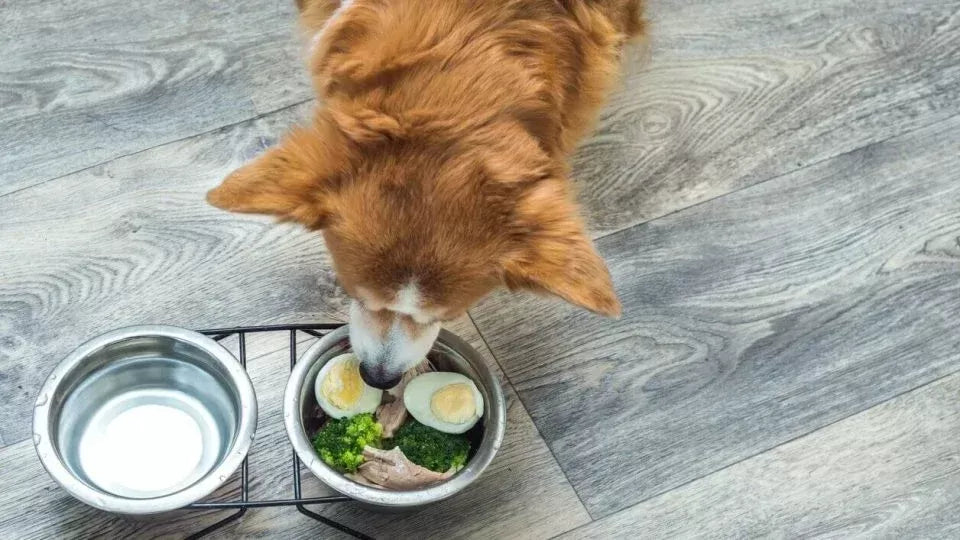 Unleashing the Benefits of Biotin for Dogs