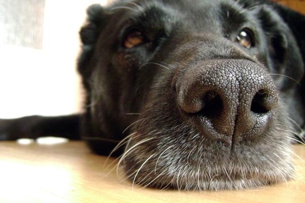 Bleeding from Dog Nose