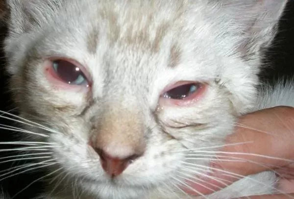 Understanding and Managing Cat Swollen Eyes