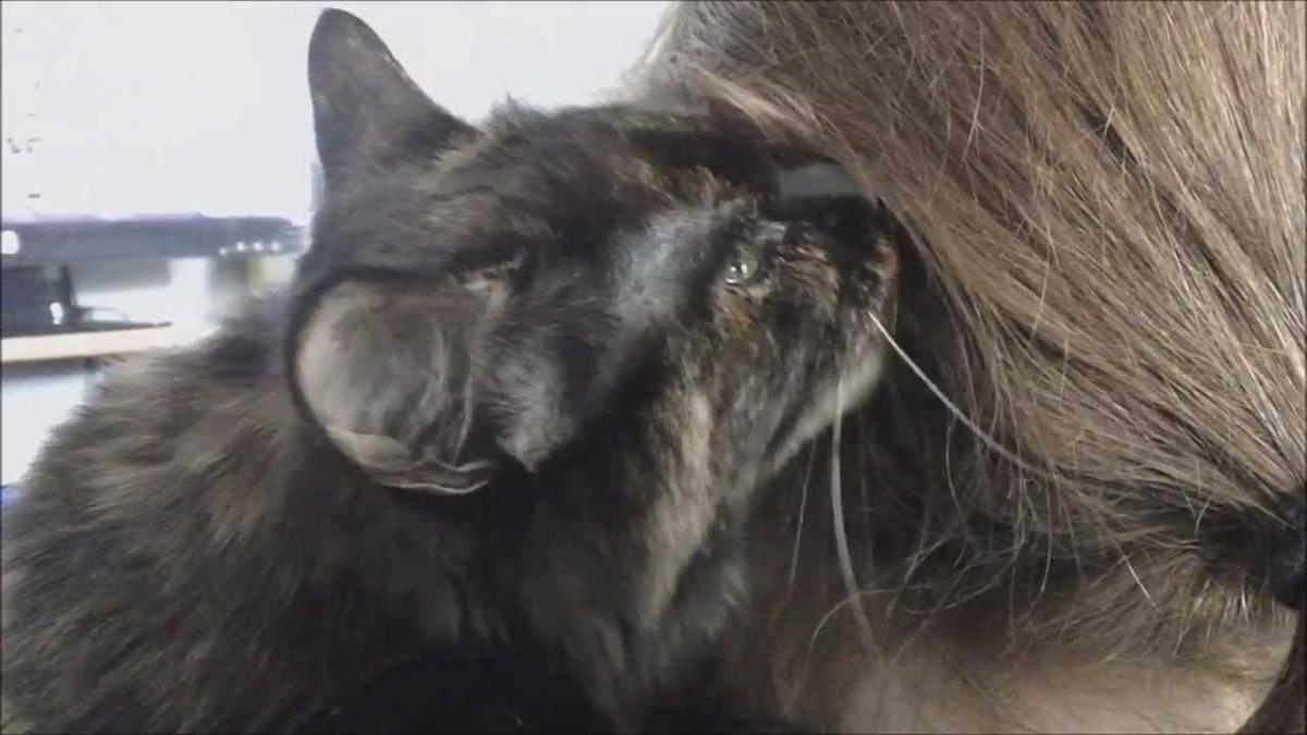 Why Does My Cat Lick My Hair