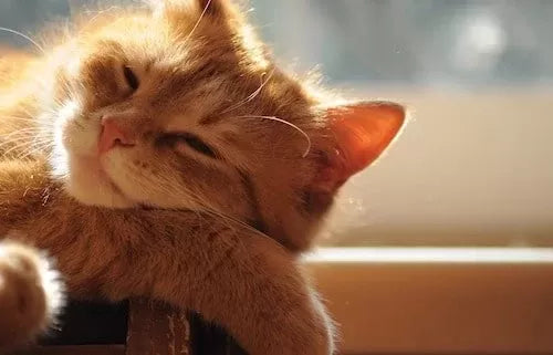 Do Cats Need Sunlight