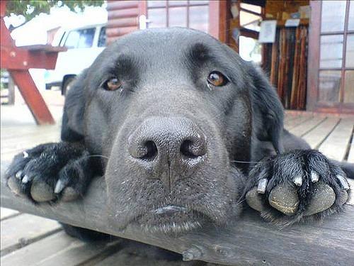 Disseminated Aspergillosis in Dogs