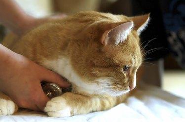 How to Tell If A Cat Has Internal Injuries