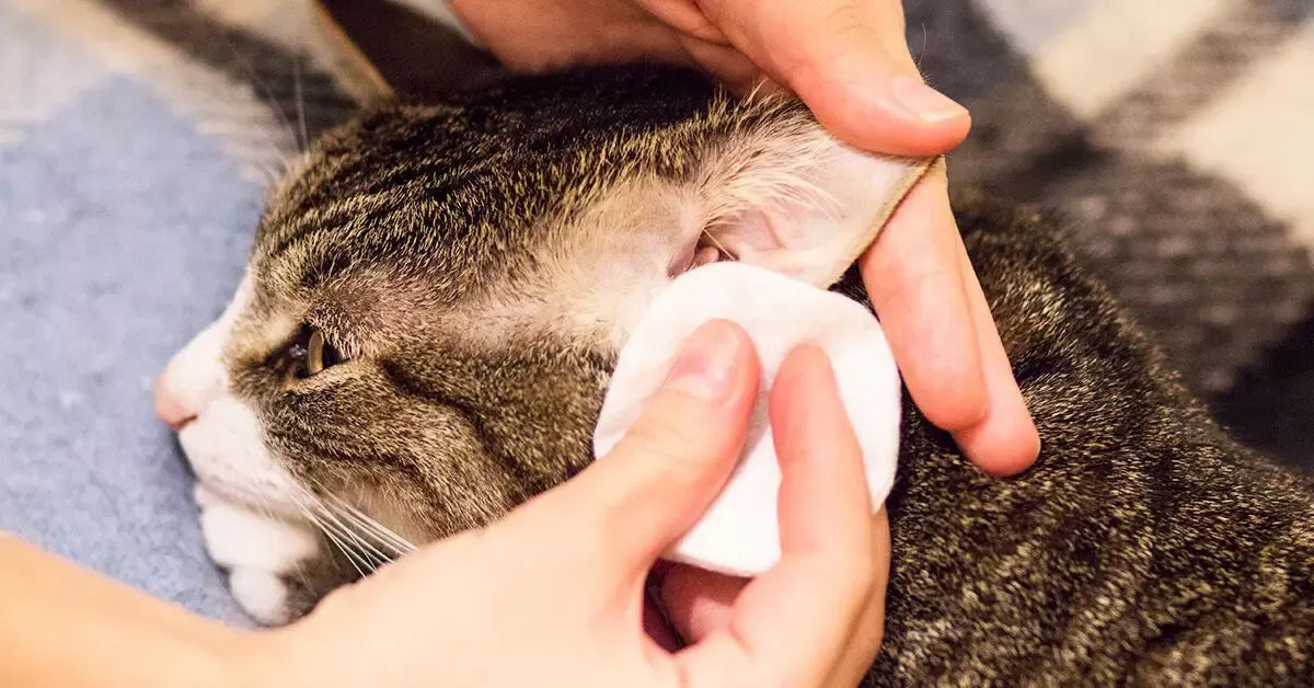 Cleaning Cats' Ears with Mites: Tips for Cat Owners