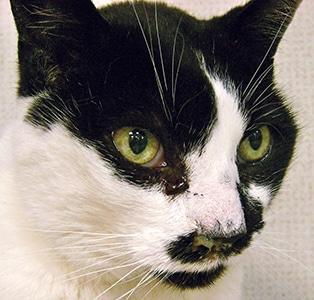 Feline Nasal Congestion: Remedies for Your Cat's Comfort