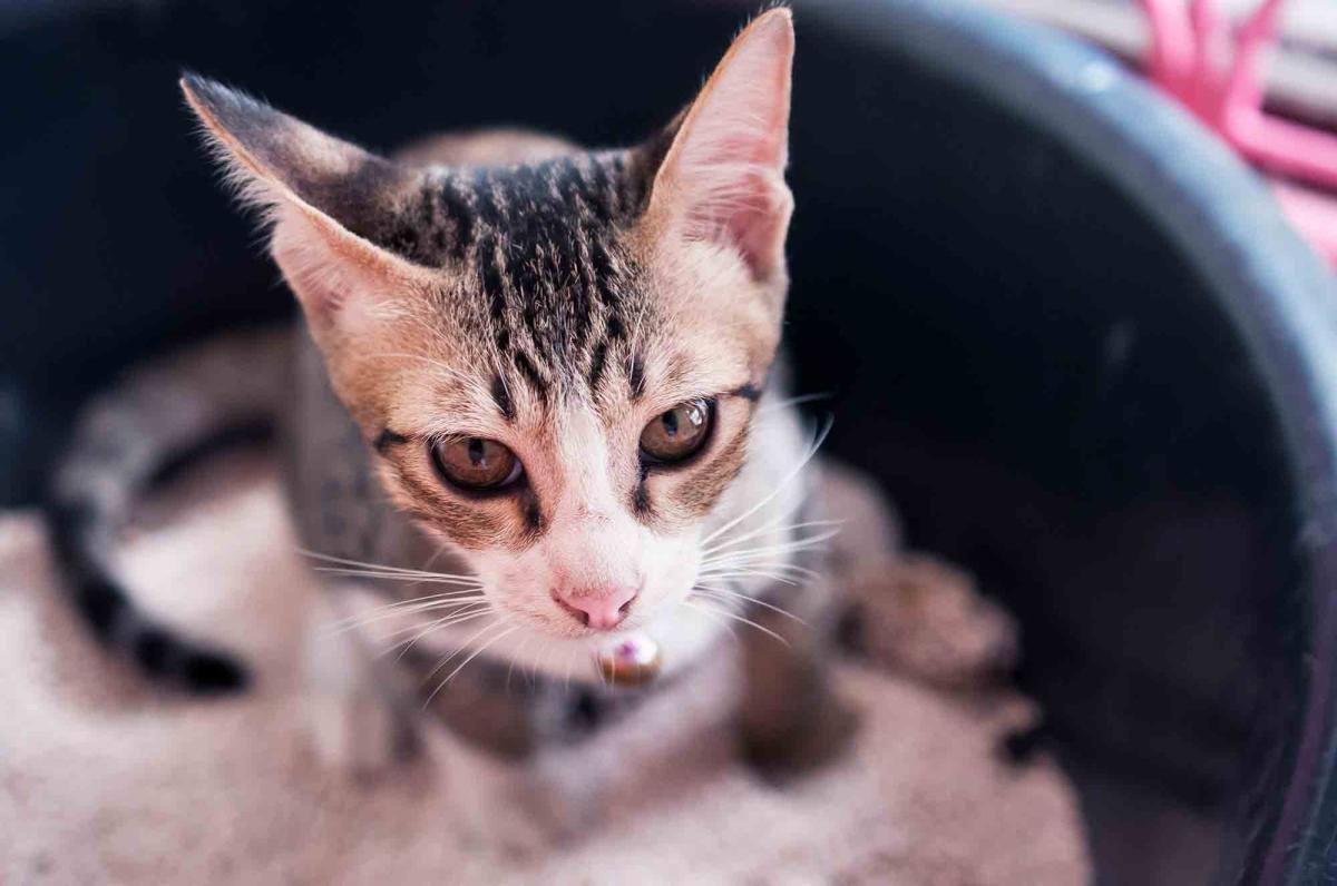 Feline Idiopathic Cystitis(FIC)