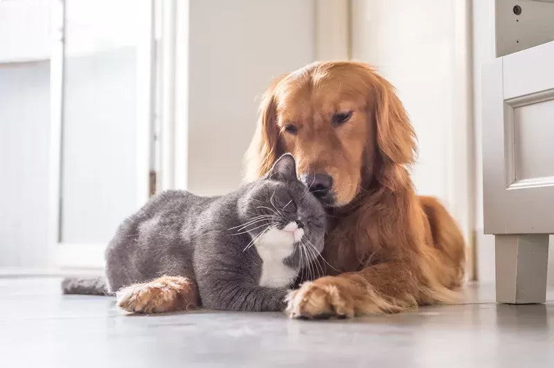 A Comprehensive Guide on How to Introduce a Dog to a Cat