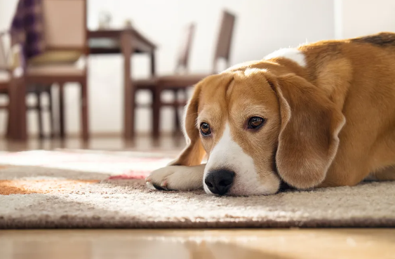 Hemorrhagic Gastroenteritis in Dogs