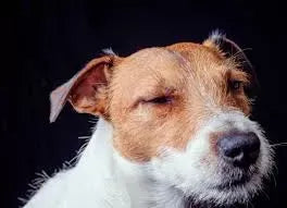 Dogs Eye Swollen: What Should I Do
