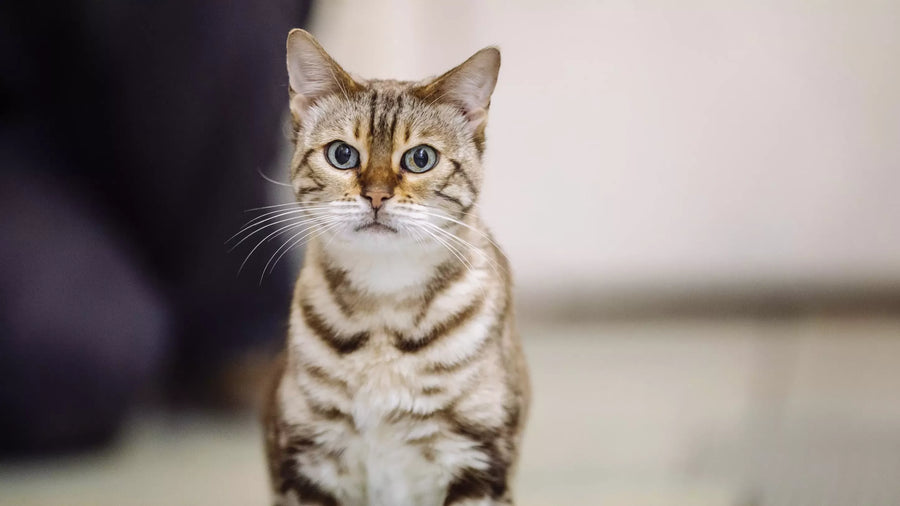 Do Cats Outgrow Allergies? Here’s What Experts Say