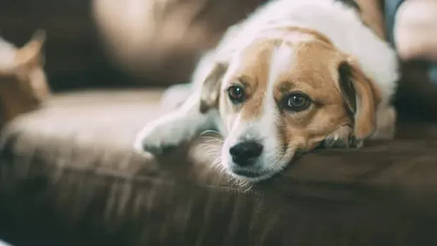 Understanding Bladder Stones in Dogs: Causes, Types, Treatment, and Prevention