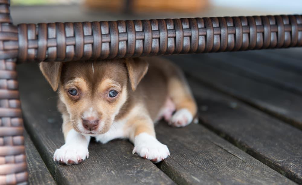 Puppy Fear Periods: Understanding, Navigating, and Overcoming Puppy Fears