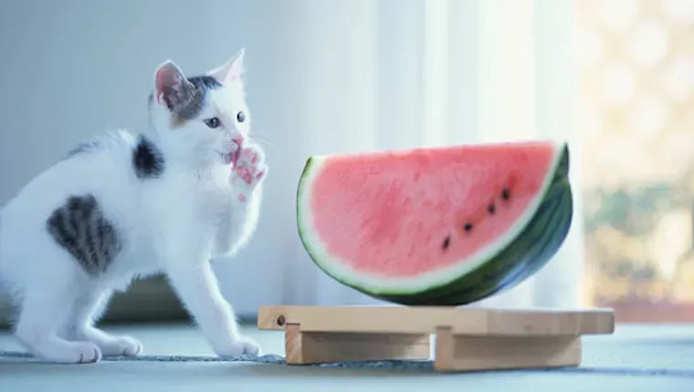 Is Watermelon Safe for Cat