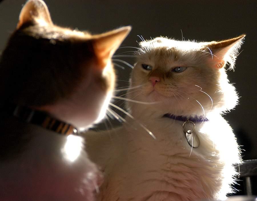 My Cats Are Constantly Fighting