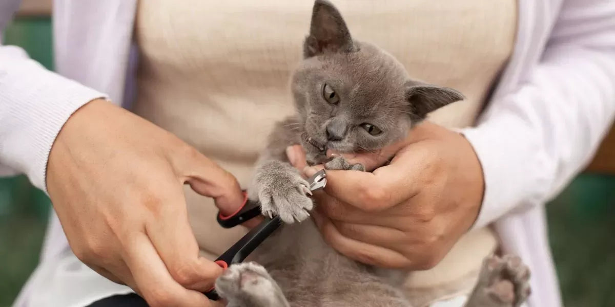 Mastering the Art of Trimming a Stubborn Cat's Nails