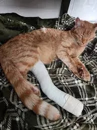 Caring for a Cat with Broken Leg