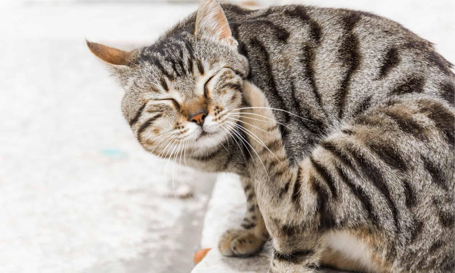 Sensitive Cats: Tips to Reduce Skin Allergies