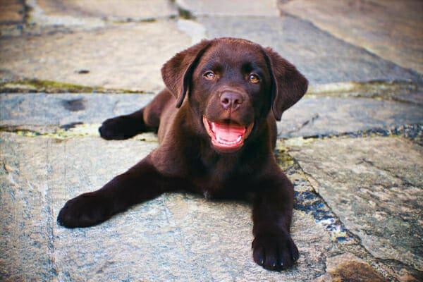 How to Lower Alkaline Phosphatase Levels in Dogs