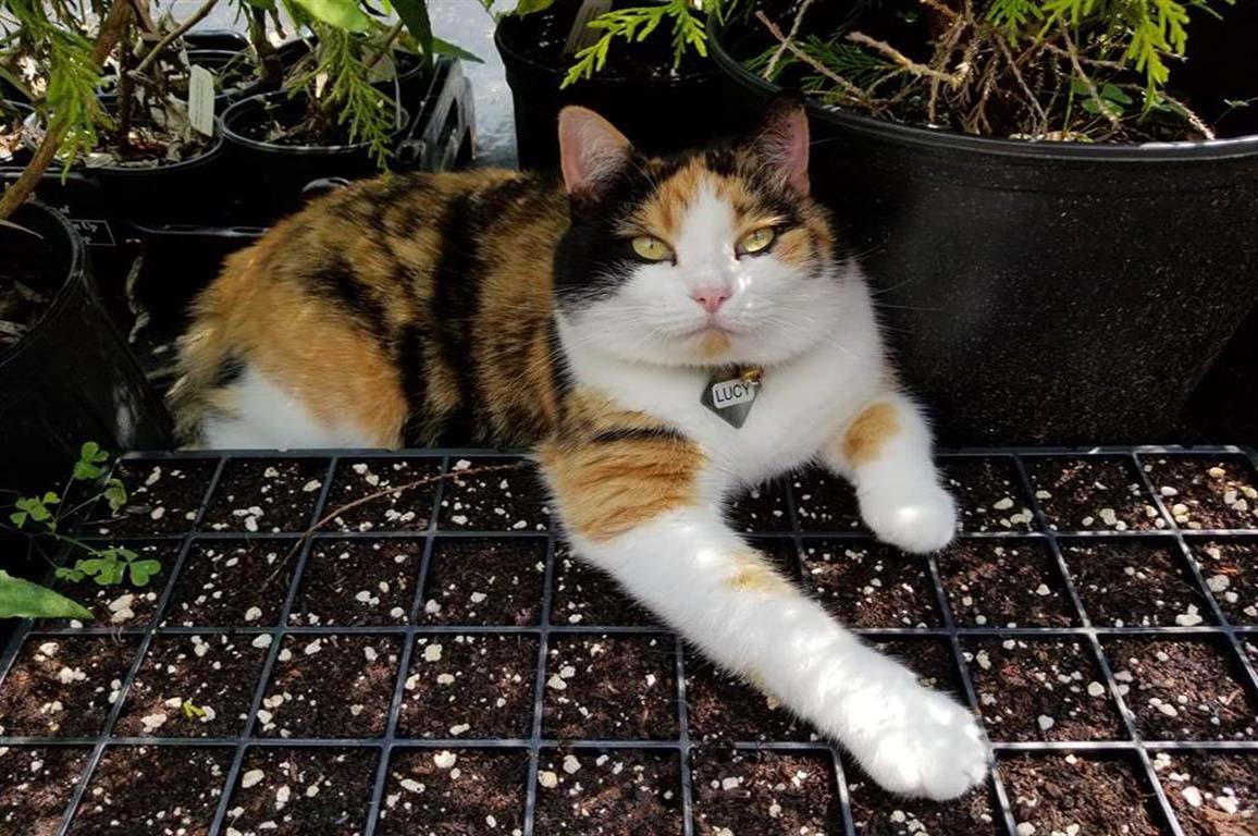 Are Weeping Willows Dangerous to Cats