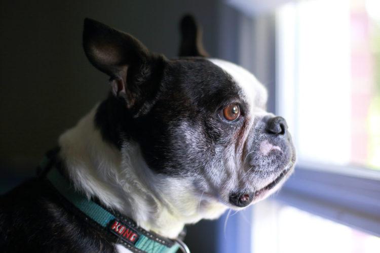 Canine Salivary Mucocele
