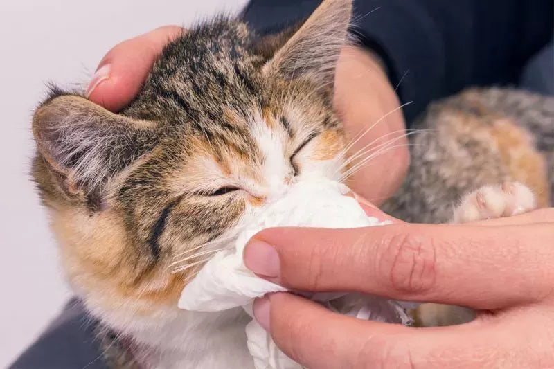 Can Cats Get Colds