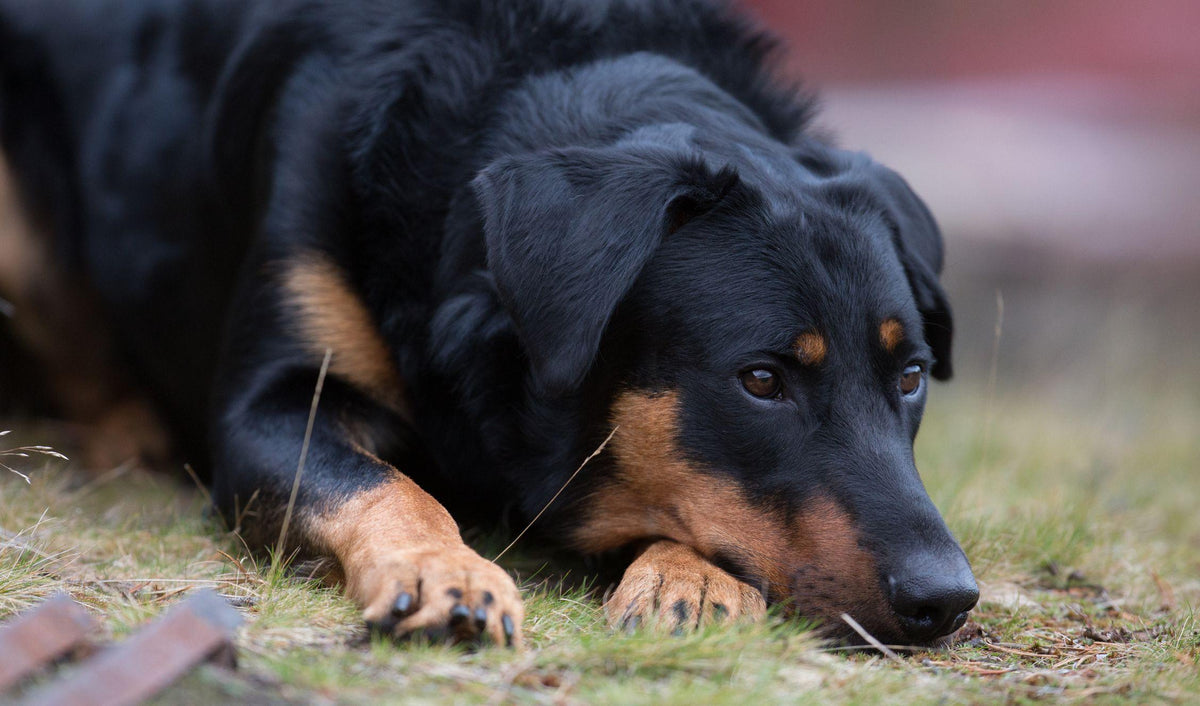 The Beauceron Dog Breed: A Complete Guide