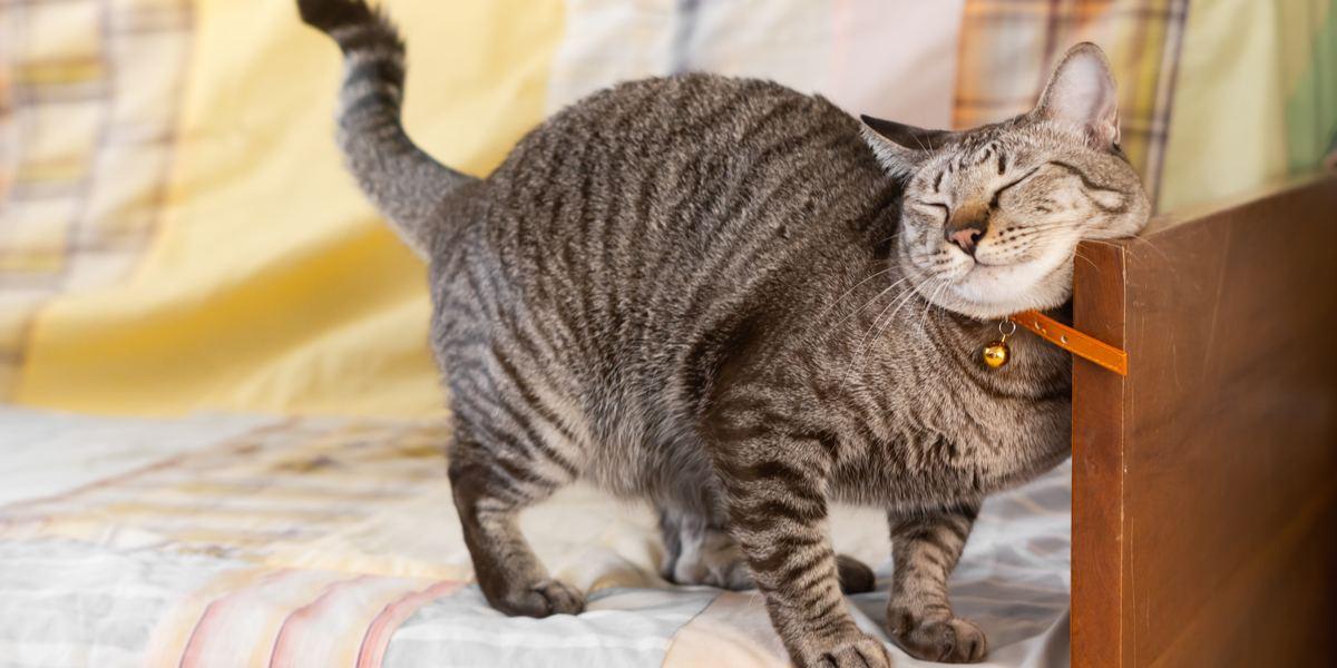 How Do Cats Mark Their Territory