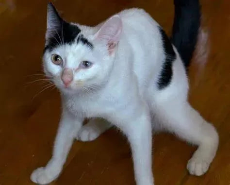 Cerebellar Hypoplasia in Cats