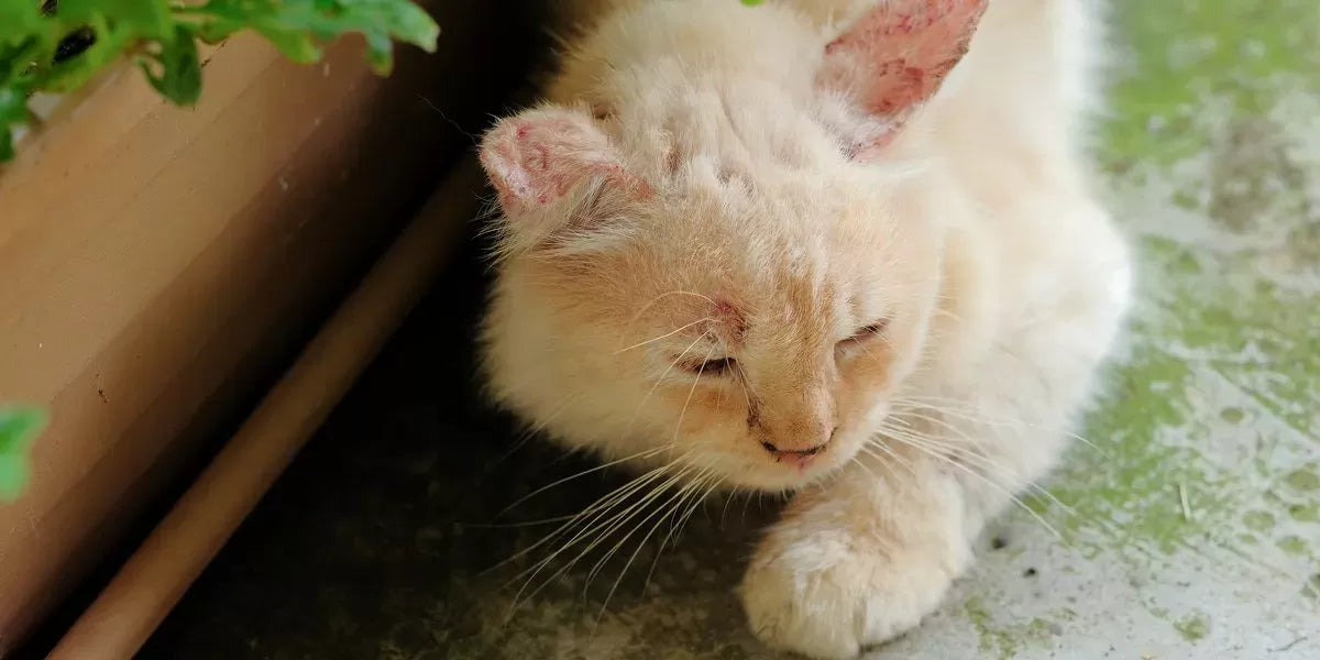 Understanding and Managing Bacterial Infections in Cats