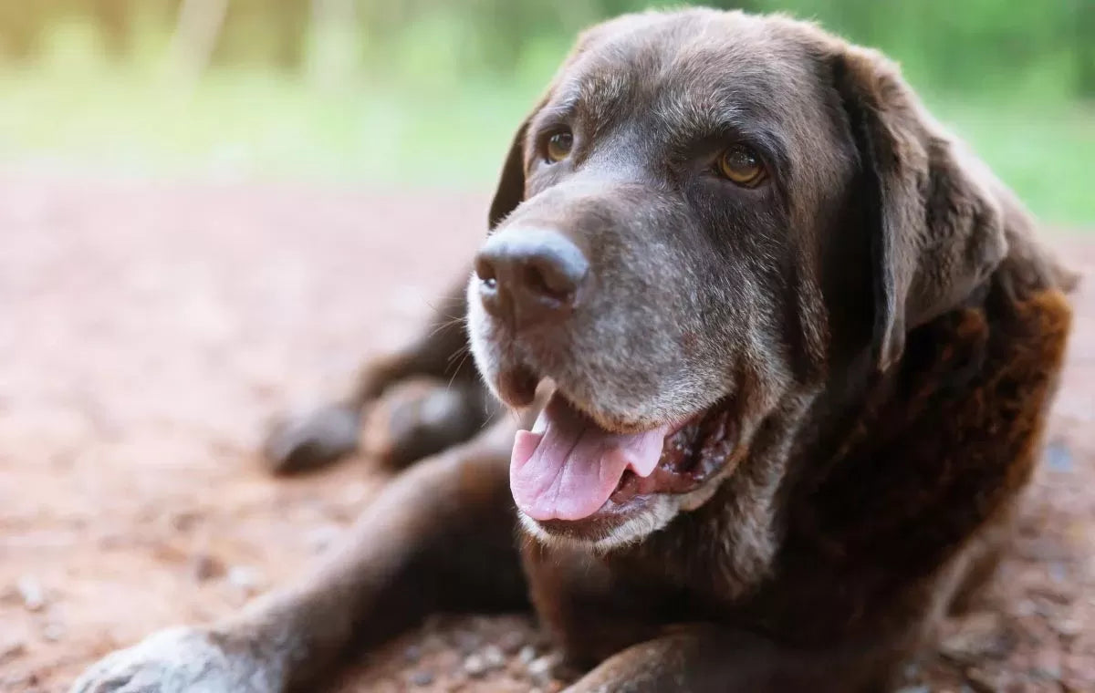 11-Year-Old Dog Walking: How Many Miles Is OK
