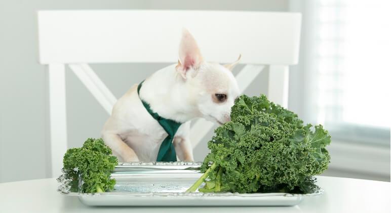 Can Dogs Eat Kale​