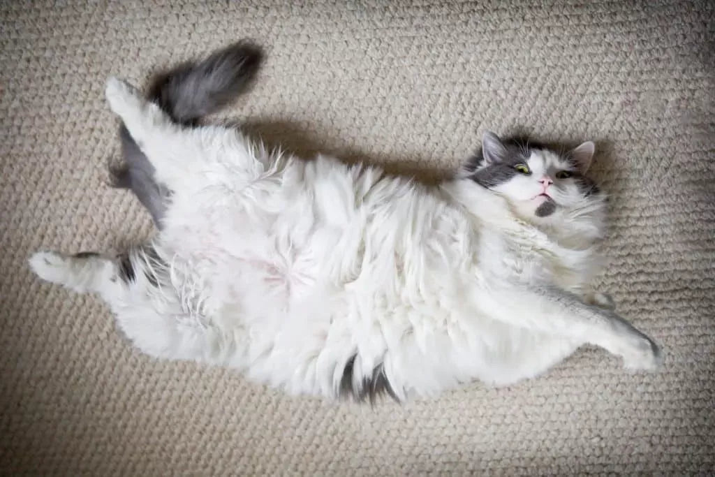 Does Cats Have Belly Buttons